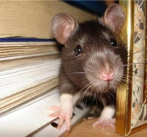 Zašto miševi i štakori grize žice?