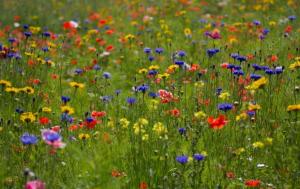 Što trebate znati o maurskom travnjak za svako godišnje doba za uživanje u cvatu sjaj