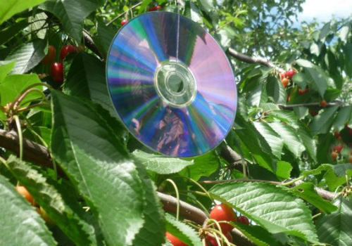 CD na trešnje