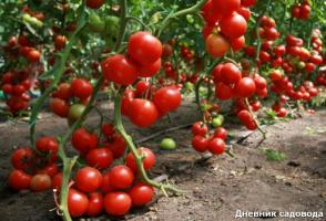 Kada i kako ukloniti lišće rajčice