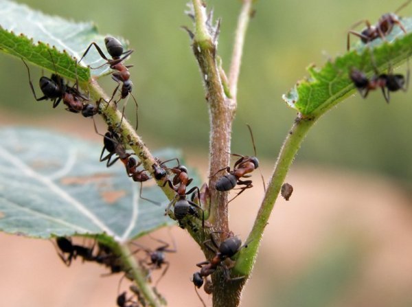 Oni nemaju mjesto na našim stranicama! Fotografije iz agronomu.com