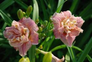 Top 5 najboljih modernih sorti daylilies