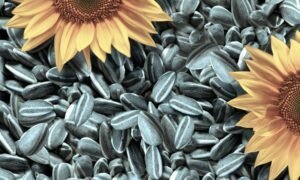 Koristi i štete od suncokreta sjemena za tijelo