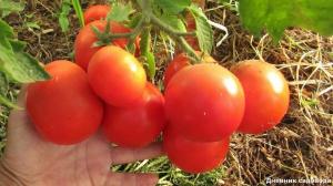 Povećavaju prinos i broj jajnika u rajčice