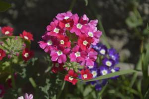 Verbena - lijepa cvijet s ugodnim mirisom, za koje se teško može brinuti