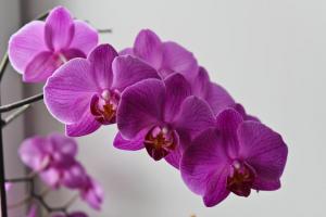 Žuti lišće orhideja? Hm. 💫 zašto i što treba učiniti za zdravlje bilja