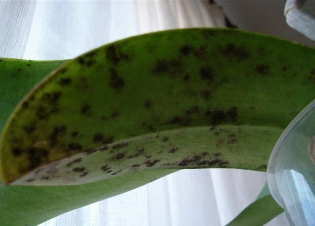 Čađave gljiva na orhideje ( https://agronomu.com/)