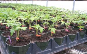 Liječenje sadnice rajčice: vodik peroksid