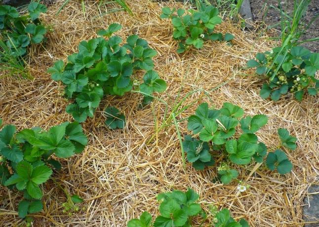 4 glup greške tijekom usitnjavanje bilja | Vrtlarstvo & Hortikultura