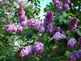 Proljeće obrezivanje lilacs - zašto i kako ponašanje