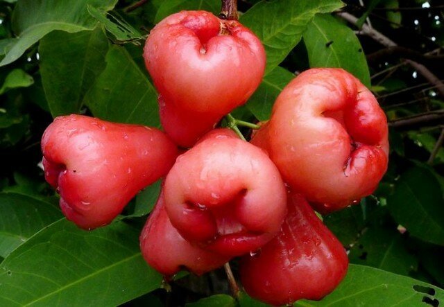 Raznolikost jabuke „Divlje ruže”, koja u svom okućnica degenerirala u wildings 5-6 godina