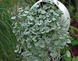 Dihondra „Silver Falls” - elegantan ukras vašeg vrta