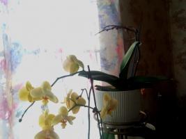 Jantarna kiselina neće pomoći orhideje. Glavni mit o internetu