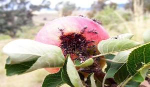 Kako mogu dobiti osloboditi od vrtnog mrava na stablima jabuka i grmlja.