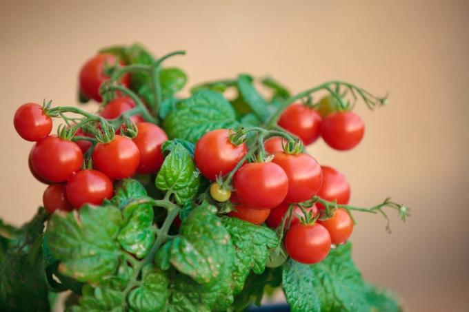 Ako ste pokušali rasti rajčice kod kuće, podijeliti svoje iskustvo u komentarima na članak! Ilustracije su uzeti za objavljivanje na internetu