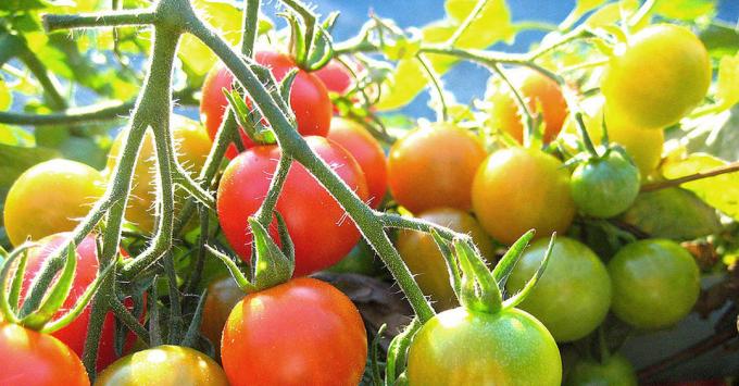 Zrenje rajčice: Fotografija s interneta