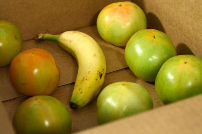 Banana u kutiji sa zelenim rajčicama | Vrtlarstvo & Hortikultura