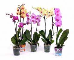 3 ispravni načini za uništiti svoj phalaenopsis