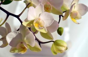 Ako listovi imaju žutu orhideju što učiniti?