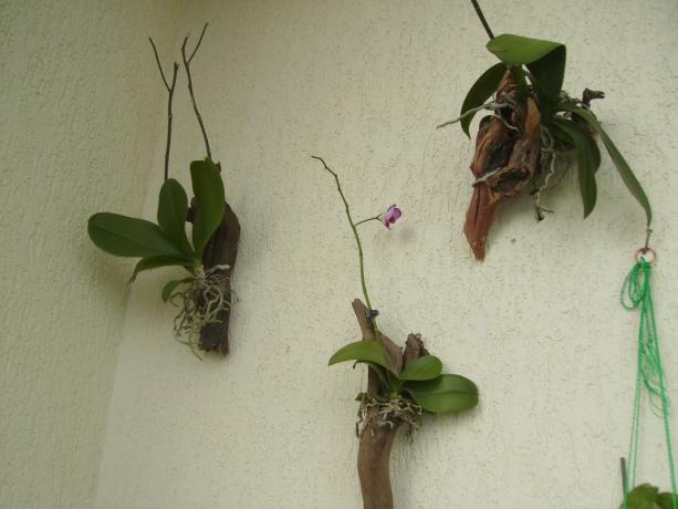 Orhideje u blok - metode uzgoja phalaenopsis, što bliže prirodnim uvjetima. Da, to izgleda čudno, ali to je kako zatvoreni cvijet raste u tropskim krajevima!