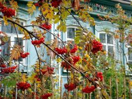 O, majko Rusija: 6 biljaka za vrt s nacionalnim bojama