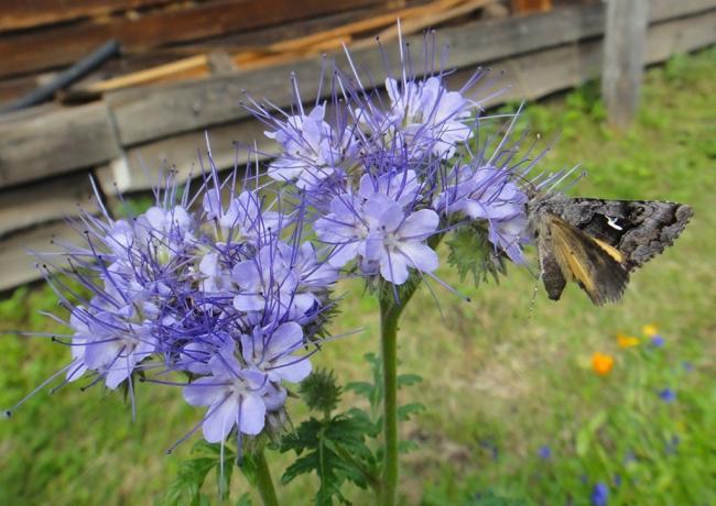 atrakcija insekata - ne i najmanje korisna značajka phacelia