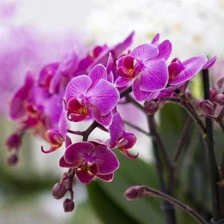 cvatnje phalaenopsis