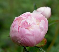 3 glavna razloga zašto Peonies ne cvatu