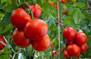 Četiri pogreške kada se uzgaja rajčice, koji rezultiraju malim prinosom
