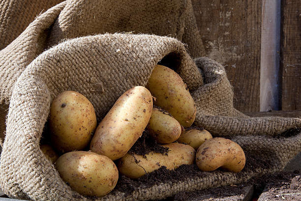 Smjene savršeno pomaže krumpir pohranjene bez gubitaka