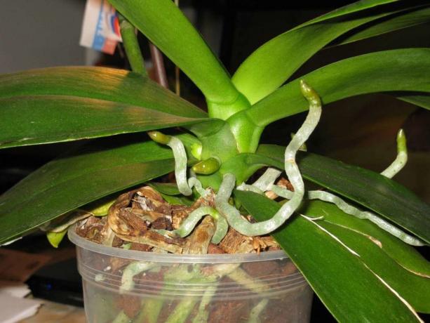 Zračni korijeni rastu orhideje phalaenopsis doživotno