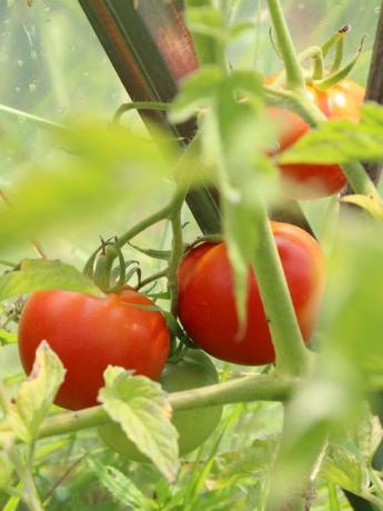 Slatke rajčice - ispravni agrotehnika rezultat