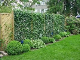 Alternativa ograde: prednosti i nedostaci živice. Odabir zanimljivu varijantu zelene ograde