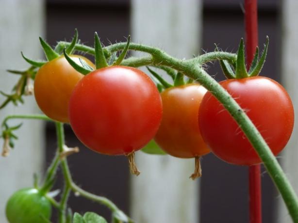 mladi tomatiki