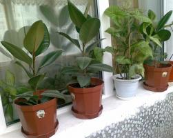 Kako pomoći Ficus preživjeti zimu? Širi zdrave biljke bez komplikacija