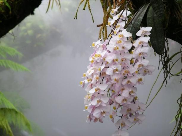 Phalaenopsis orhideja u divljini. Fotografija za članak, uzeo sam na internet