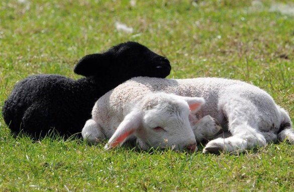 Lamb do šest mjeseci bit će dovoljno trava ili sijeno, onda će biti potrebno polako dodajte u prehrani žita.