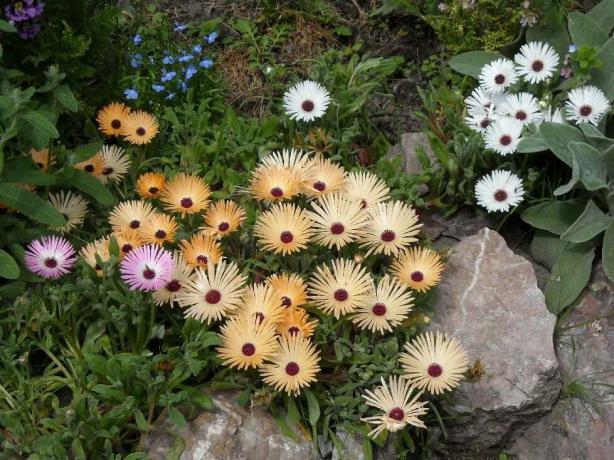 Doreantusa boja cvjetova je ružičasta, bijela, žuta, dvije boje i crno-bijele, svijetle i isključen. Foto: sornyakov.net