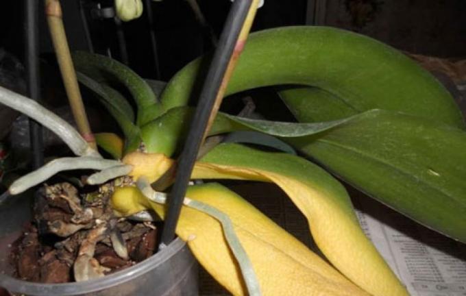 Ako ste izgubili sve svoje lišće, neće preživjeti sam phalaenopsis!