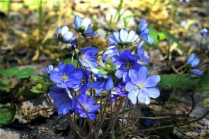 5 proljeće biljke u cvijetu krevetu, cvatnje u ožujku i travnju