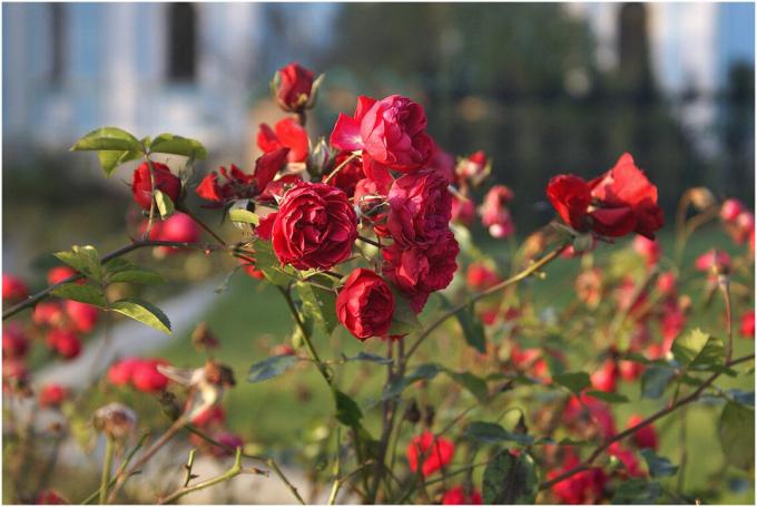 Roses - Ljubav milijuna uzgajivača diljem svijeta. No, da je ljubav obostrana, treba pažljivo voditi brigu o biljkama - „Garden Queen” je poznat po svojim hirovima. Fotografija za bilješke su preuzete iz javnosti.