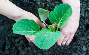 Gnojiva sadnice kupus za brzi rast i zaštita od bolesti (narodni lijek).