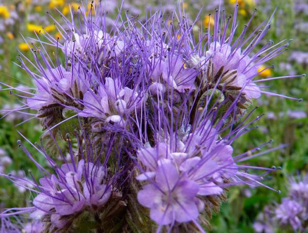 Svijetle cvijeće privući pčele Phacelia