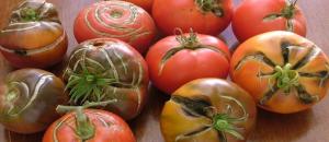 Zašto postoje pukotine na rajčice. Razlozi da se ne znaju svi vrtlari.