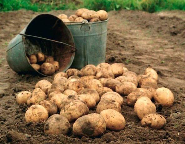 Krumpir - kralj vrtu! (Fotografija iz interneta)