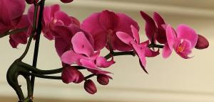 Kako kuhati češnjak mješavina za orhideje