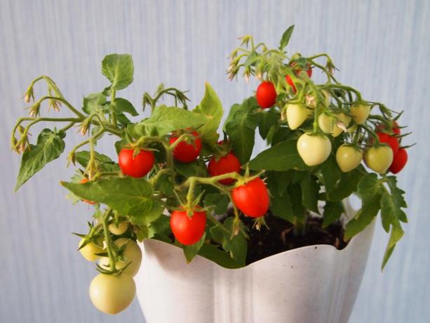 Mladi grm rajčice „Balkon čudo”, koji je odrastao na mom prozoru.