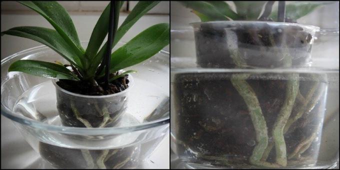 Primjer orhideja uranjanje u bazenu. Pogledaj: 