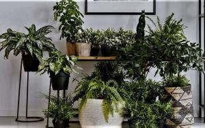 Prirodno „aromaterapija” za vaš dom. 6 mirisno bilje i cvijeće
