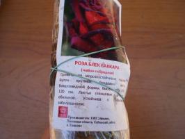 Značajke sadnju hibridnih čaj ruže u proljeće